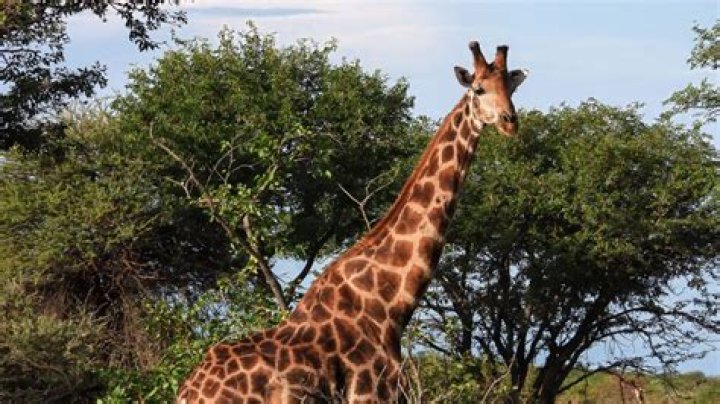 How fast do giraffe run?