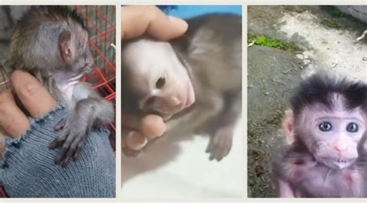 What do monkeys do with their dead babies?